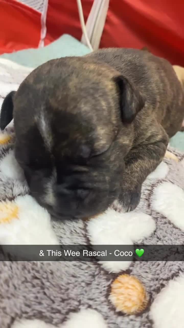 Staffordshire Bull Terrier dogs for sale: Female Staffy Pup  - Video 3