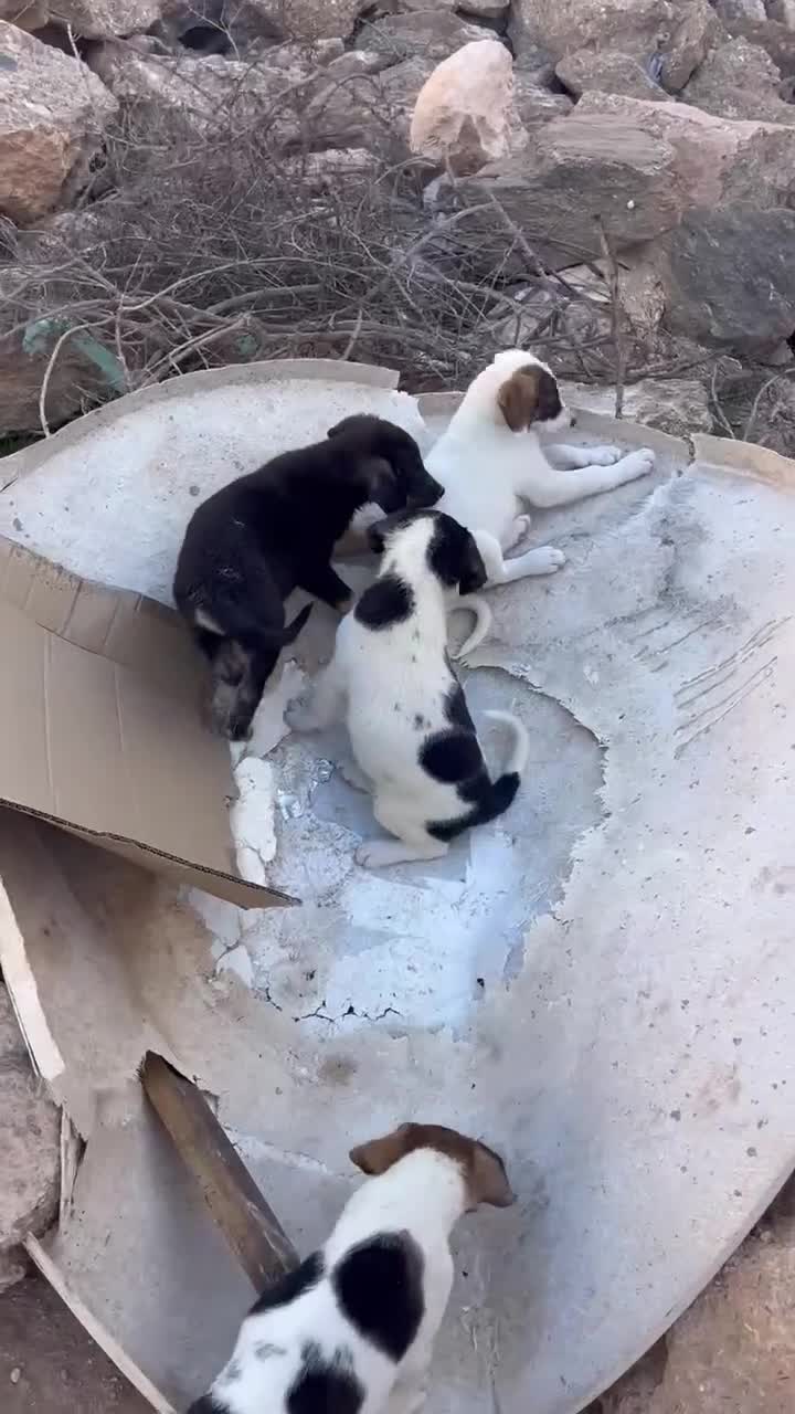 Mixed Breed dogs for sale: Mixed breed - Video 4