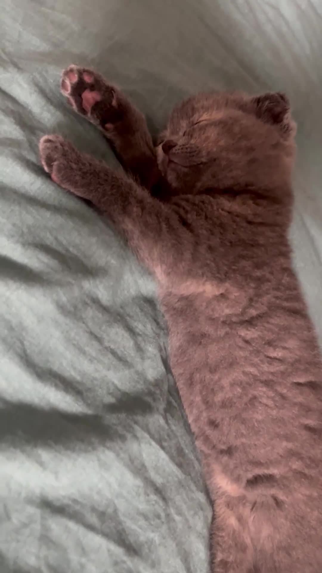 Scottish Fold cats for sale: Adorable Scottish Fold x British Shorthair Kitten - Video 1