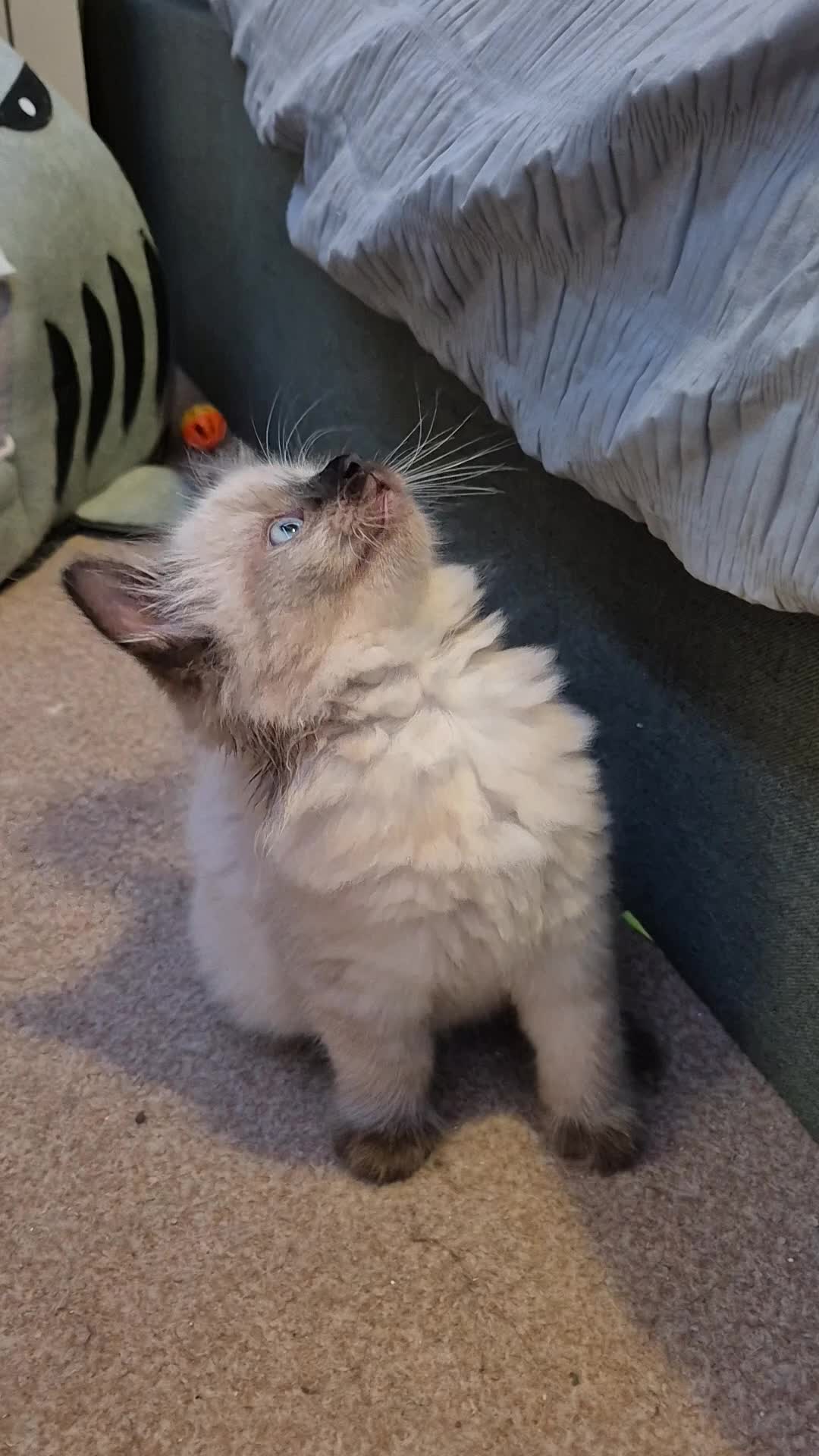 Ragdoll cats for sale: Gorgeous part ragdolls looking for loving homes! - Video 2