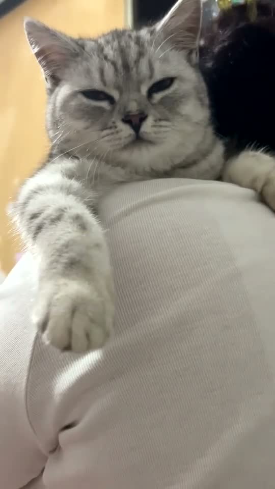British Shorthair cats for sale: British short hair kittens  - Video 1