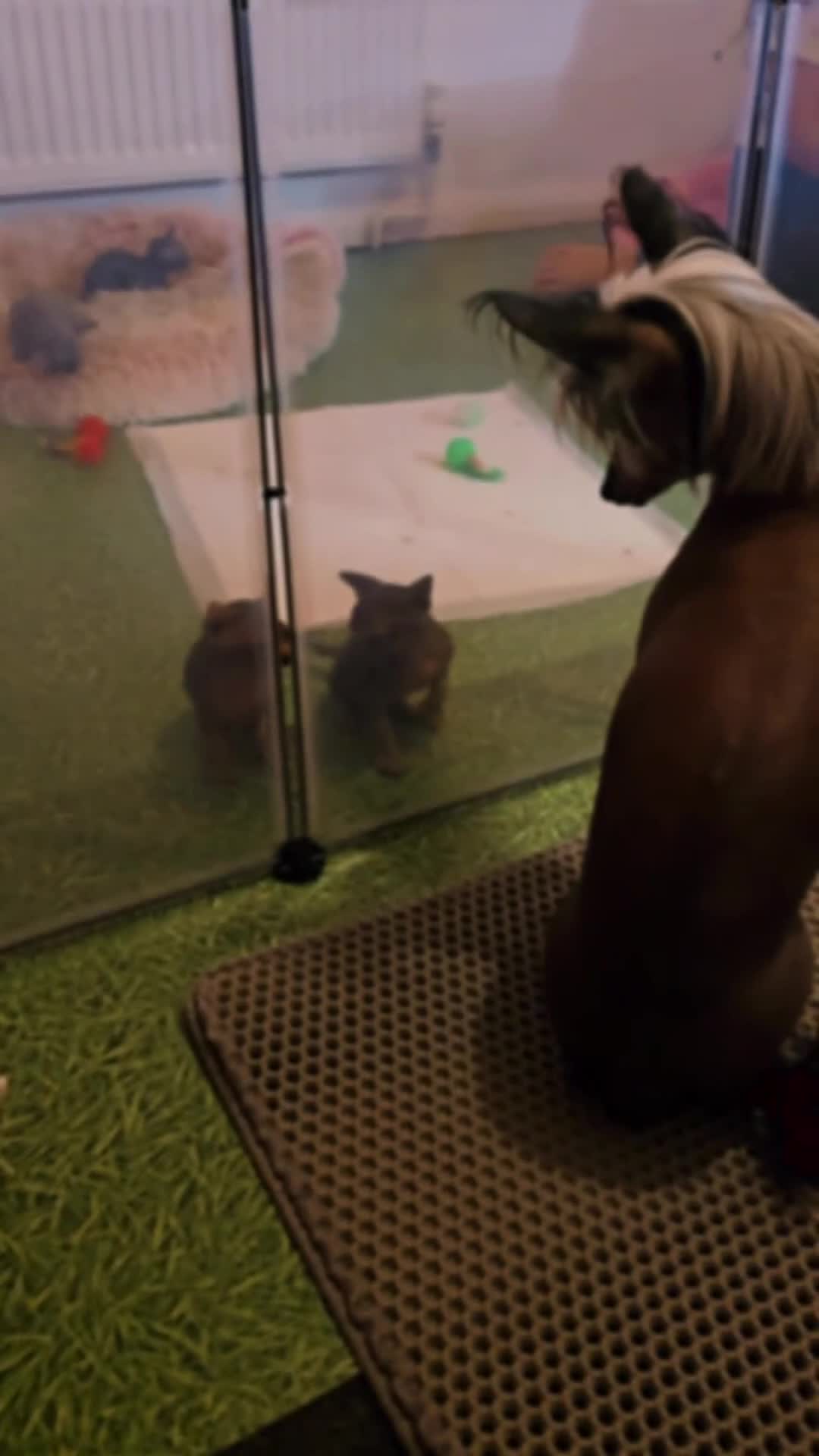 Sphynx cats for sale: 🌟 Stunning Sphynx & Elf Kittens  - Video 1