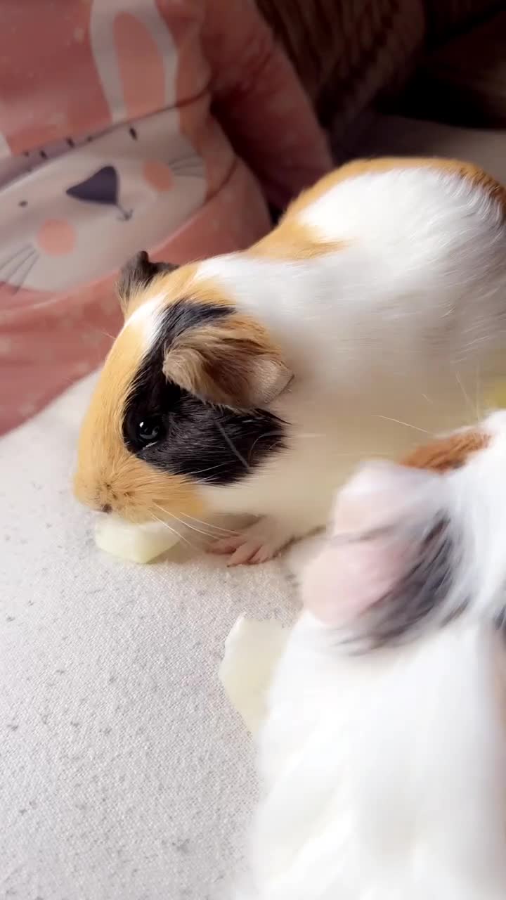 Guinea Pig rodents for sale: 🐹💕 TWO BONDED GUINEA PIGS – C&C SETUP 💕🐹 in Tranent - Video 2
