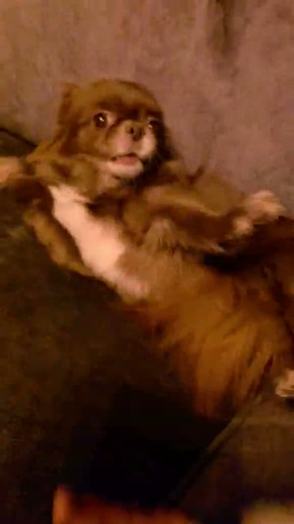 Pekingese dogs for sale: 6 year old girl x in Barnsley - Video 1
