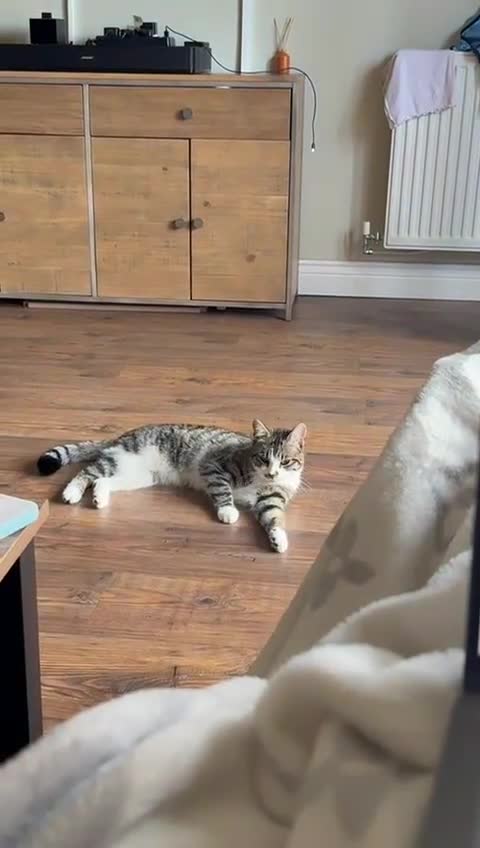 British Shorthair cats for sale: Need rehoming 2x female cats. 1 year old - Video 1