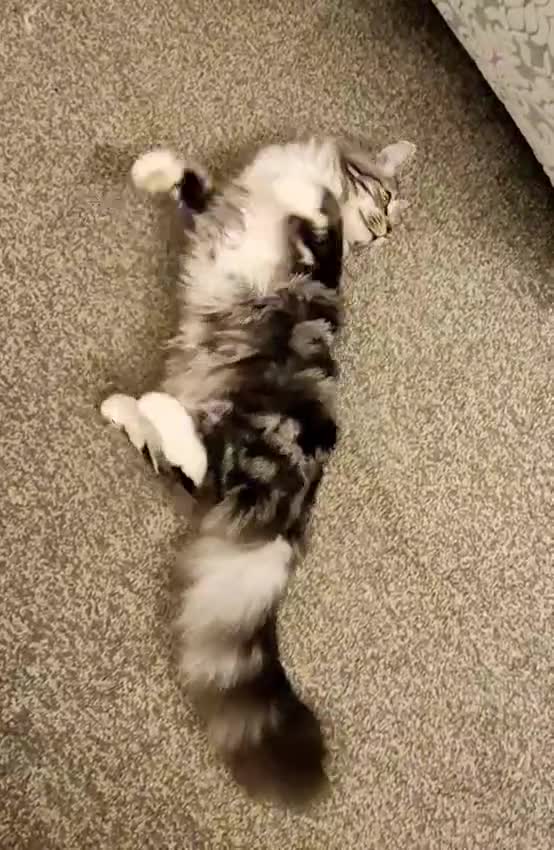 Mixed Breed cats for sale: Stunning Ragdoll x 6 month old kitten - Video 1