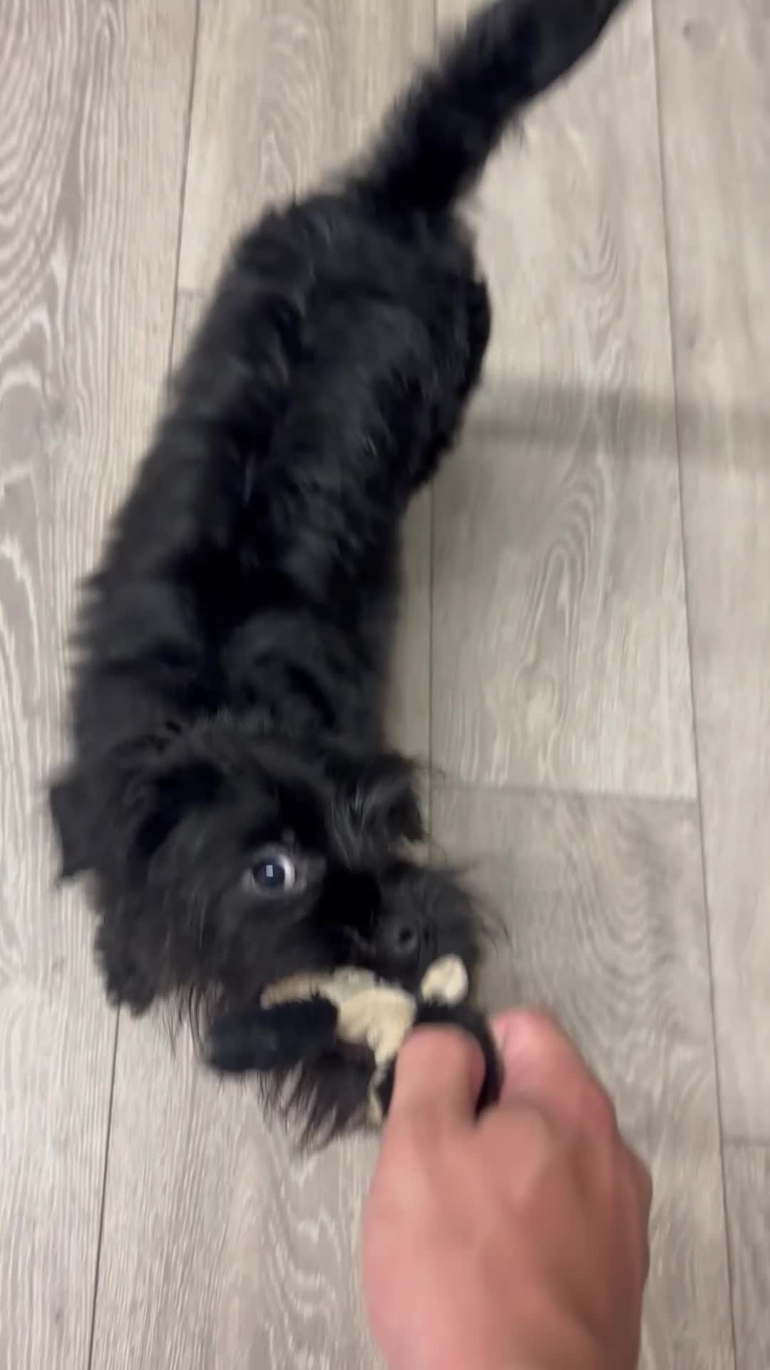 Pugapoo dogs for sale: Teddie the pugapoo in Spalding - Video 2