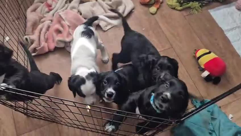 Cockapoo dogs for sale: Beautiful Cockapoo Puppies for Loving Homes  in Leicester - Video 1