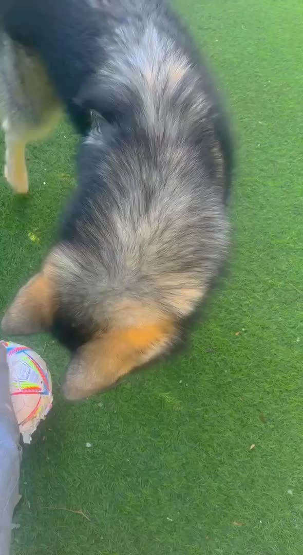Alaskan Malamute dogs for stud: Alaskan Malamute Stud PROVEN in Darwen - Video 1