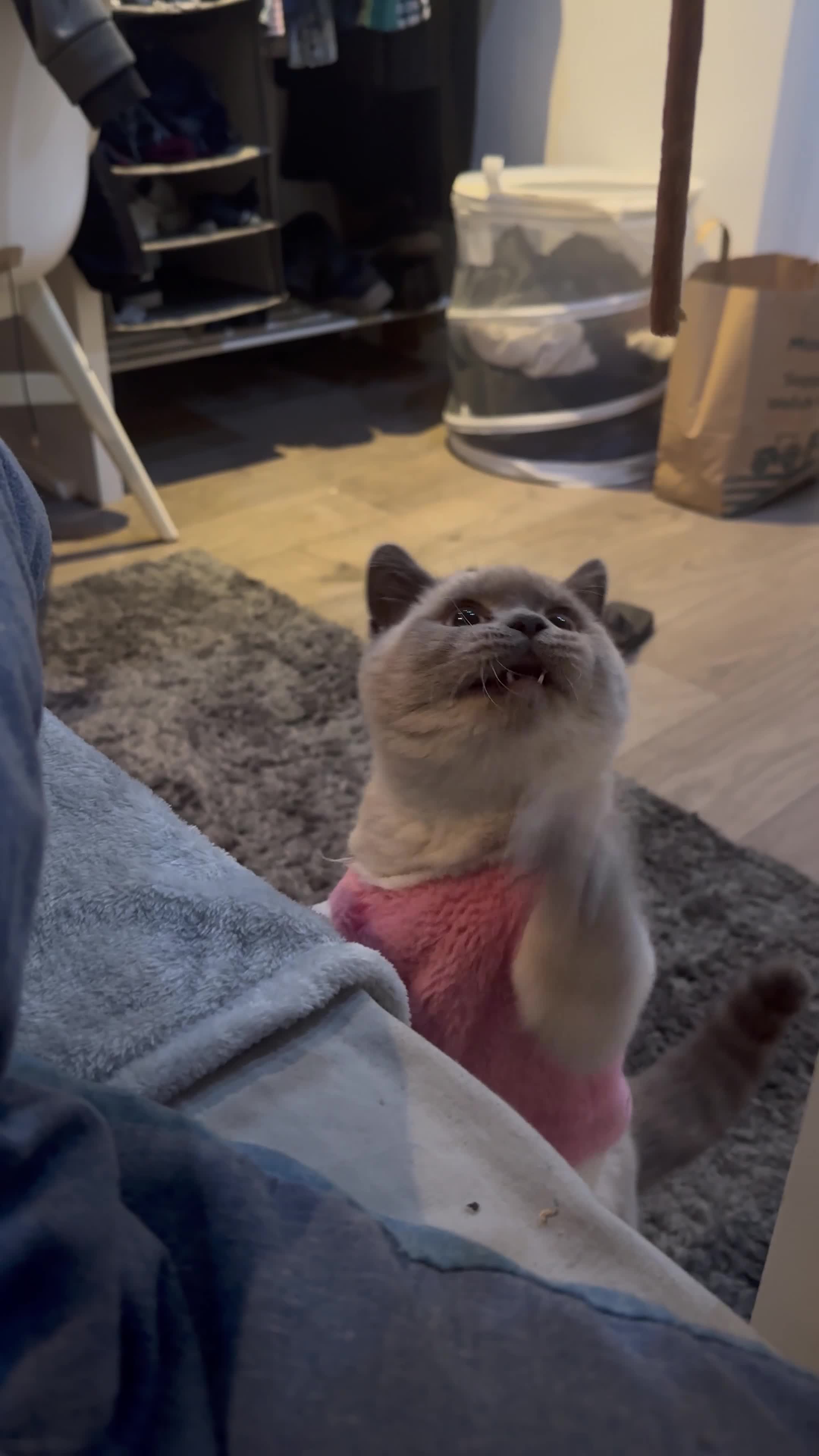 British Shorthair cats for sale: 🐾 Beautiful British Shorthair for Sale Urgent 🐾 - Video 1