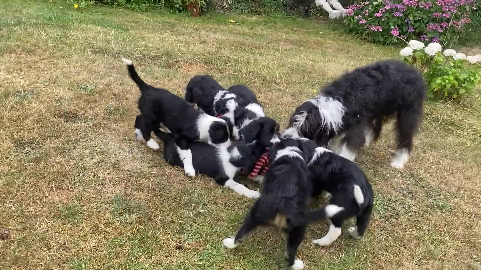 Mixed Breed dogs for sale: Collie mixed breed puppies - Video 1