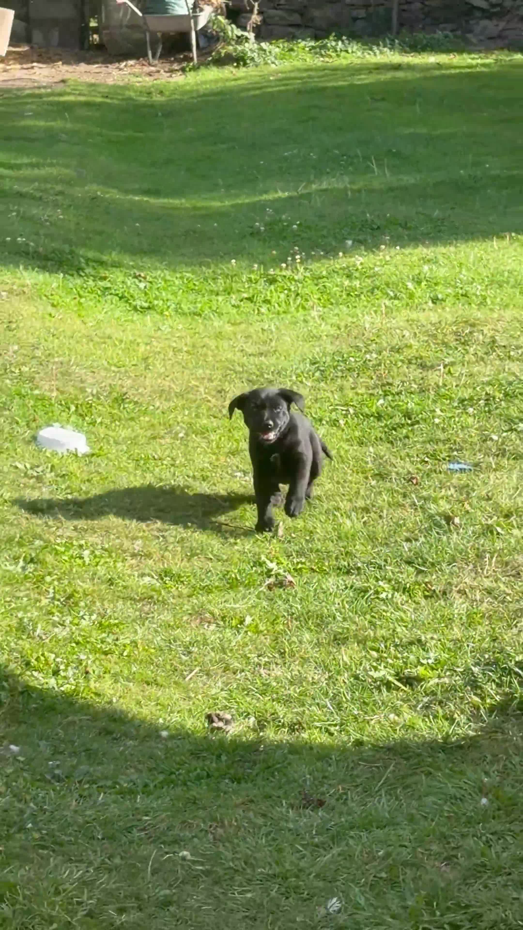 Mixed Breed dogs for sale: Labahoula x Collie-Lab puppies  - Video 2
