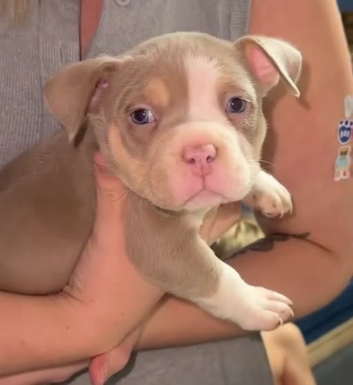 American Bully dogs for sale: Abkc pocket bully's in Barnsley - Video 1