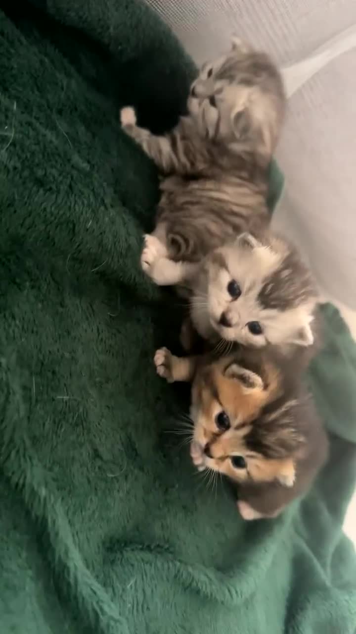 Mixed Breed cats for sale: Rare British Longhair x Scottish straight Kittens✨ - Video 1