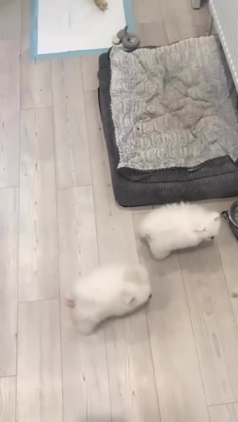 Pomeranian dogs for sale: KC White Pomeranian polar bears 🐻‍❄️  - Video 2