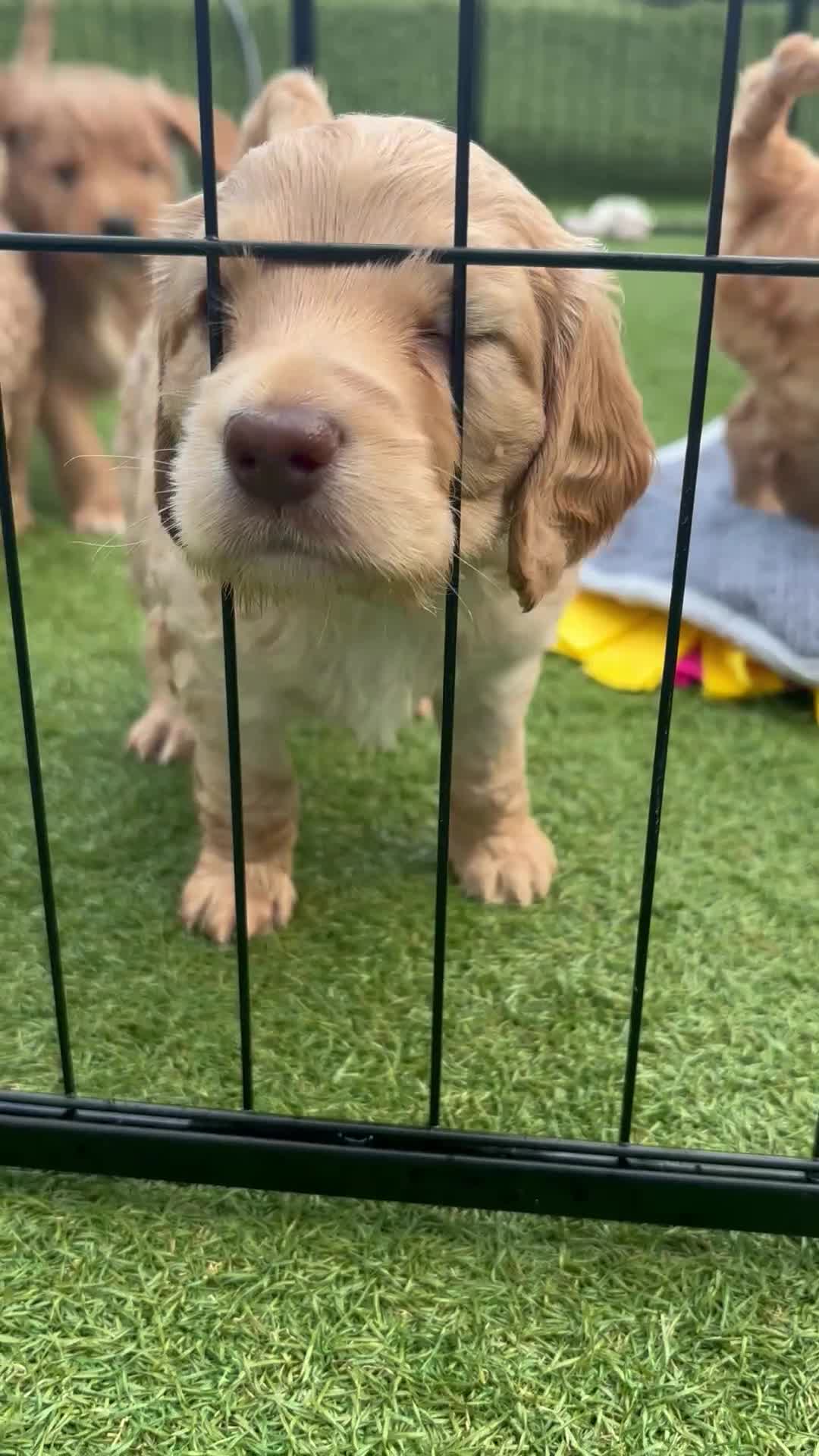 Cockapoo dogs for sale: Leicestershire Cockapoos Exten DNA&Genetic Tested  - Video 4
