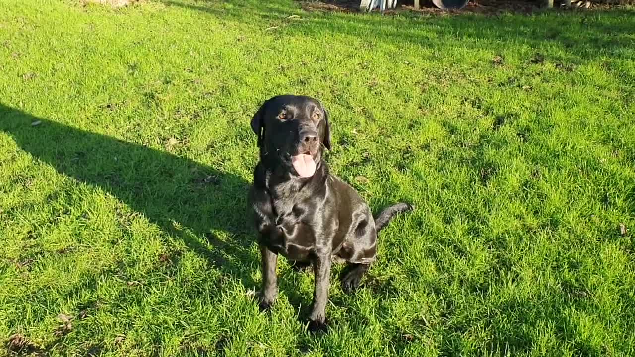 Labrador Retriever dogs for stud: Labrador KC registered for stud 2 years old Black  - Video 1
