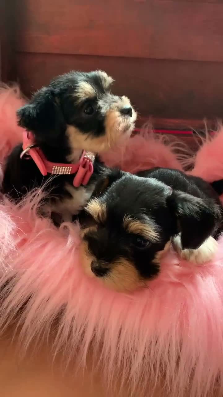 Miniature Schnauzer dogs for sale: 5* LICENSED RKC TOY MINI SCHNAUZERS H/T  - Video 1