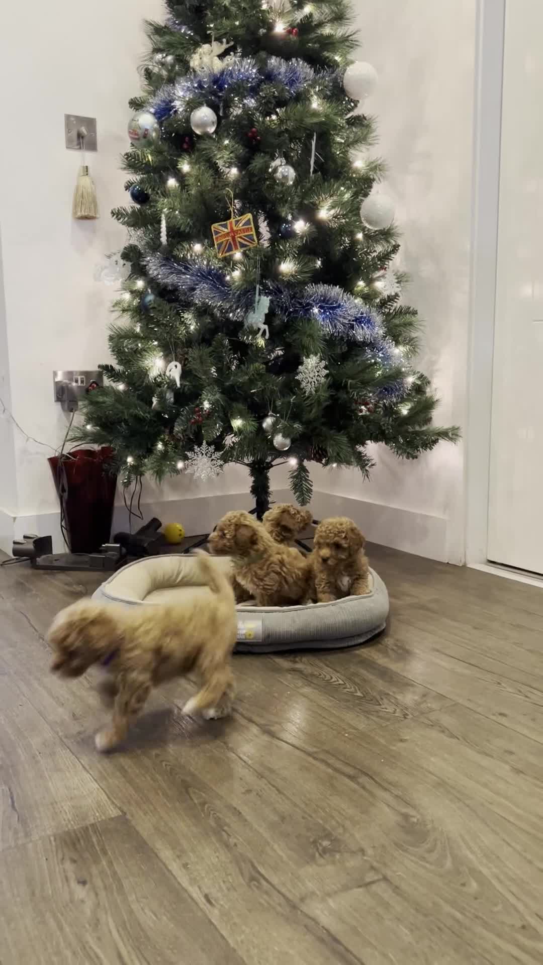 Toy Poodle dogs for sale: 4 stunning pure-bred Toy Poodle puppies - Video 3