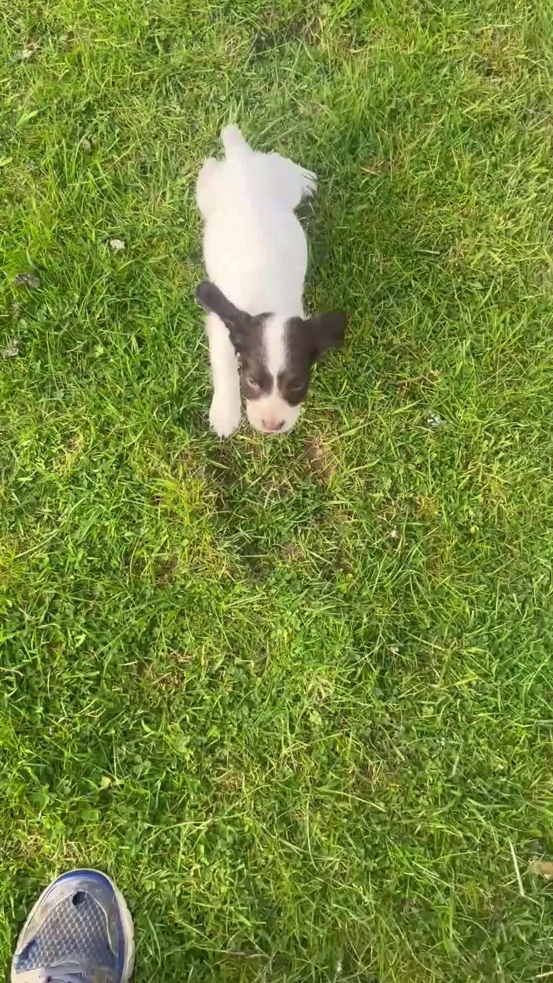 English Springer Spaniel dogs for sale: Outstanding litter of Springer Spaniel Pups - Video 1