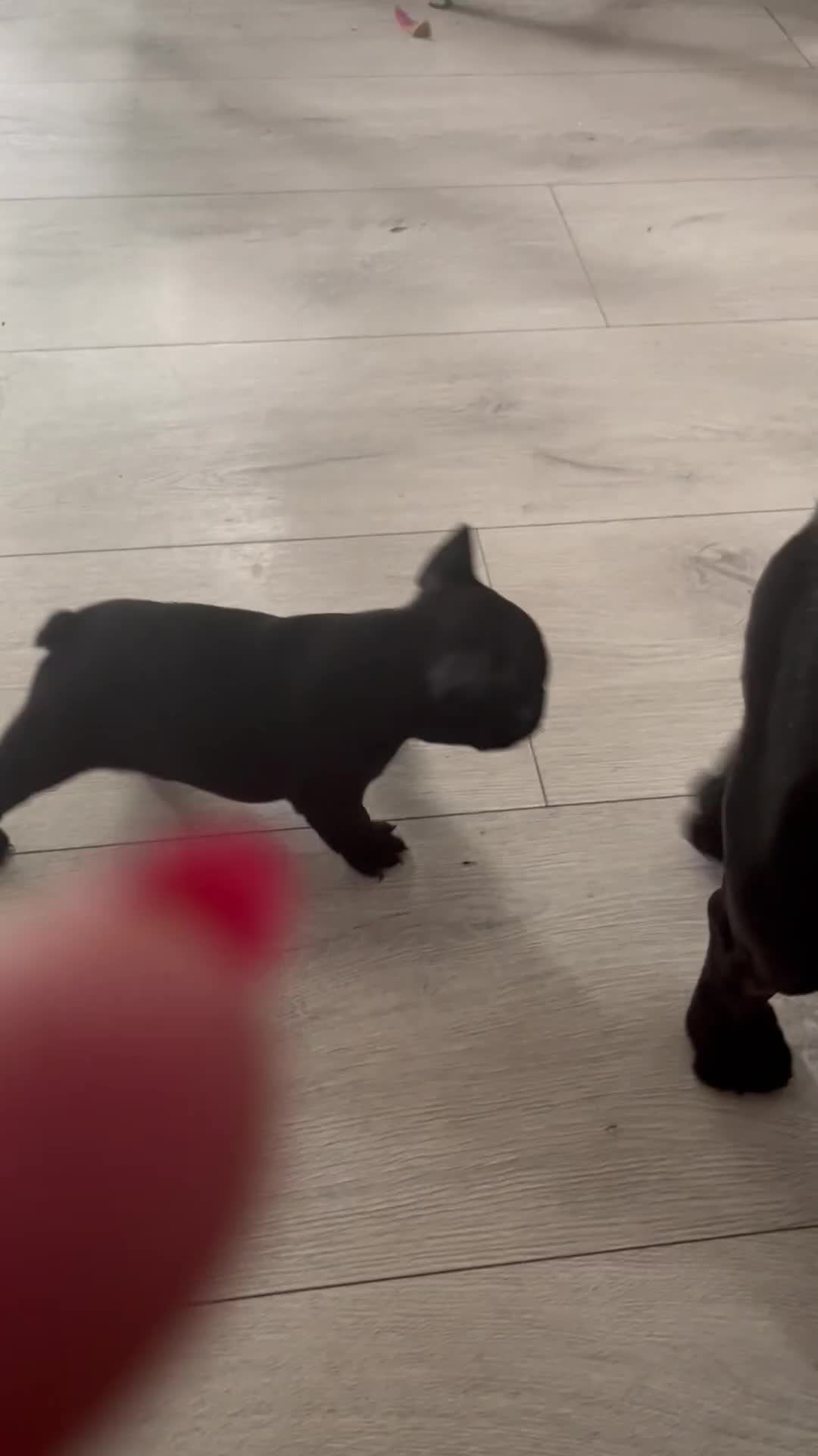 French Bulldog dogs for sale: french bull dog pups for sale - Video 1