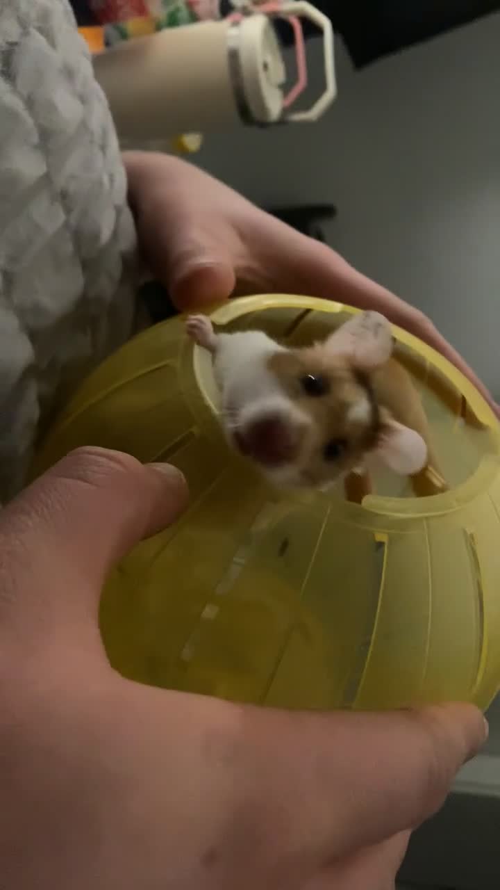 Hamster rodents for sale: Syrian Hamster  in Oldham - Video 2