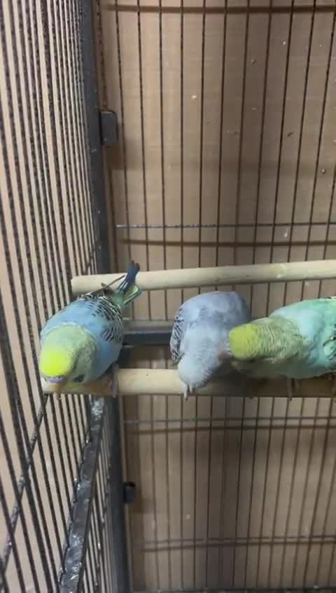 Budgerigars birds for sale:  budgies for sale - Video 2