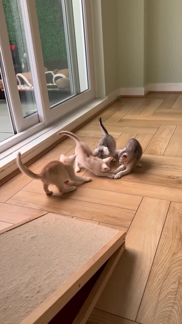 Abyssinian cats for sale: Silver Abyssinian kittens  - Video 1