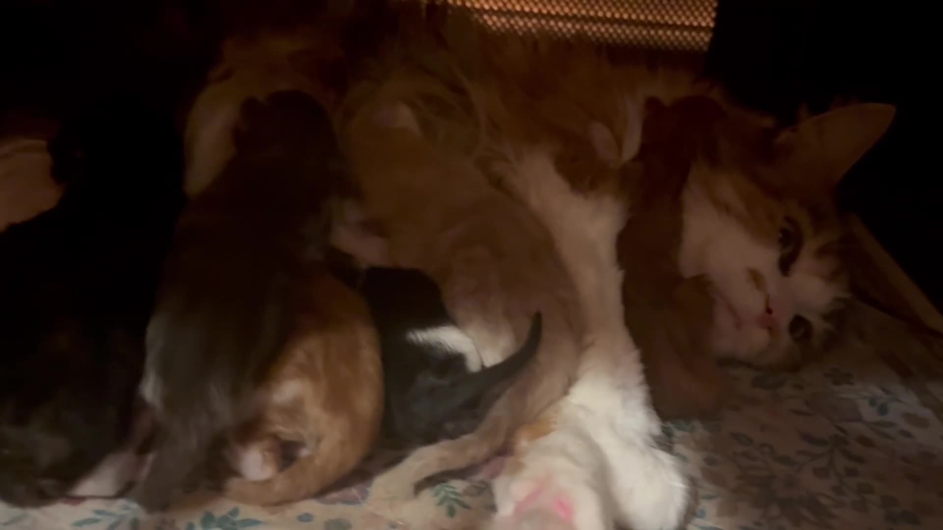 Maine Coon cats for sale: Maine Coon cuties - Video 1