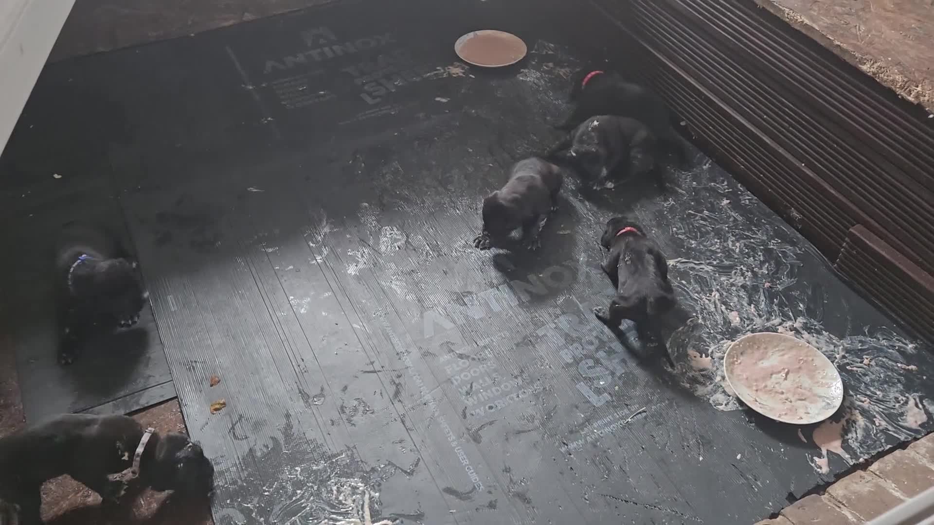 Cane Corso dogs for sale: Cane corso  puppies  4 weeks  old - Video 3