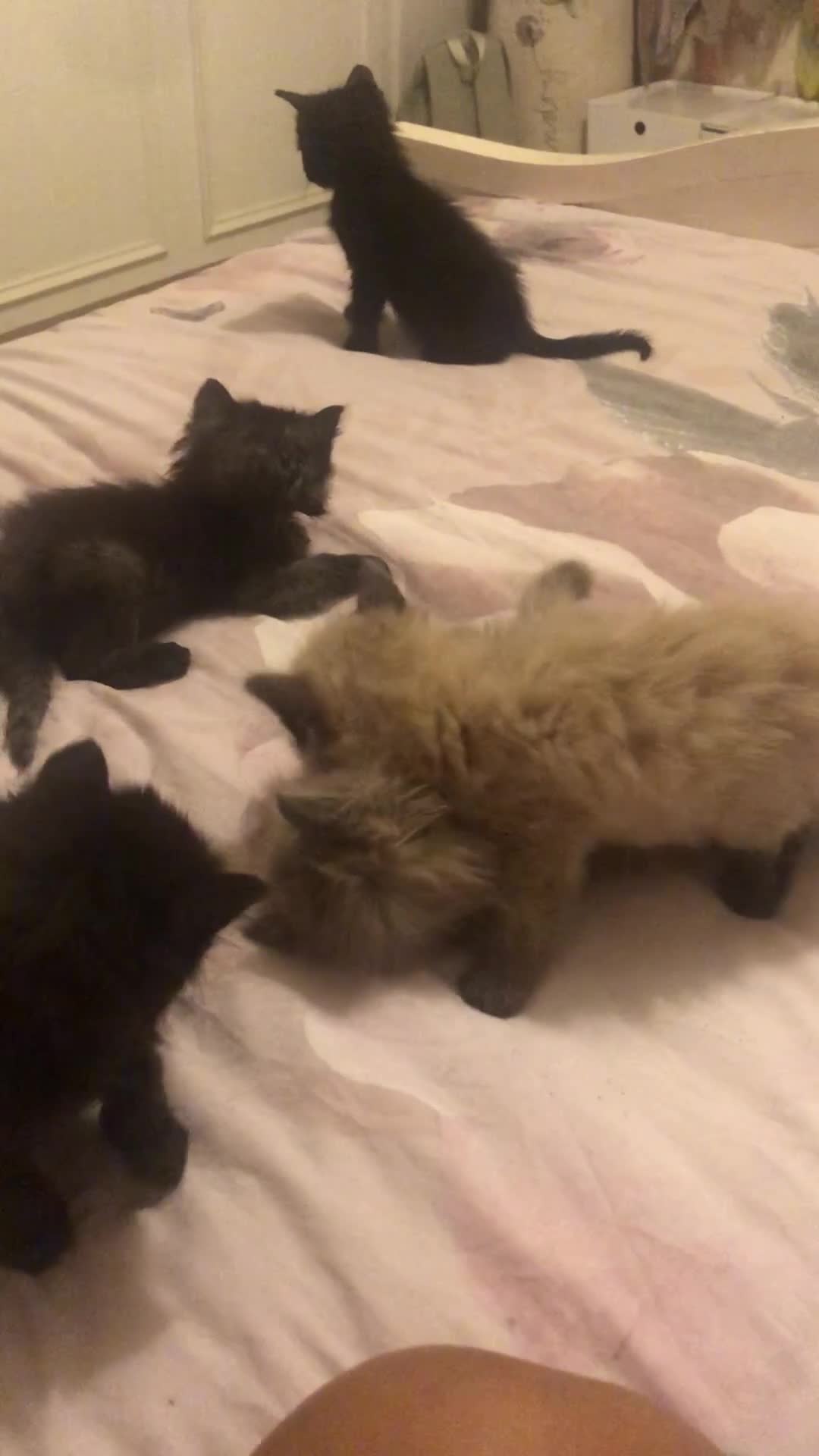 Siamese cats for sale: Adorable Siamese Kittens Looking for Loving Homes - Video 1