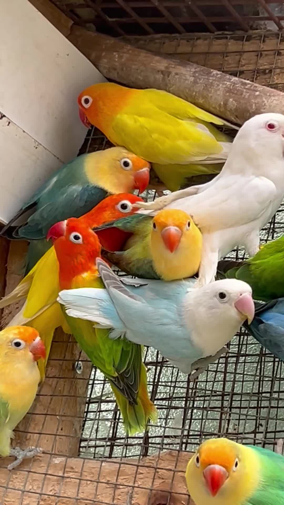Lovebirds birds for sale: Beautiful baby and adult lovebird - Video 4