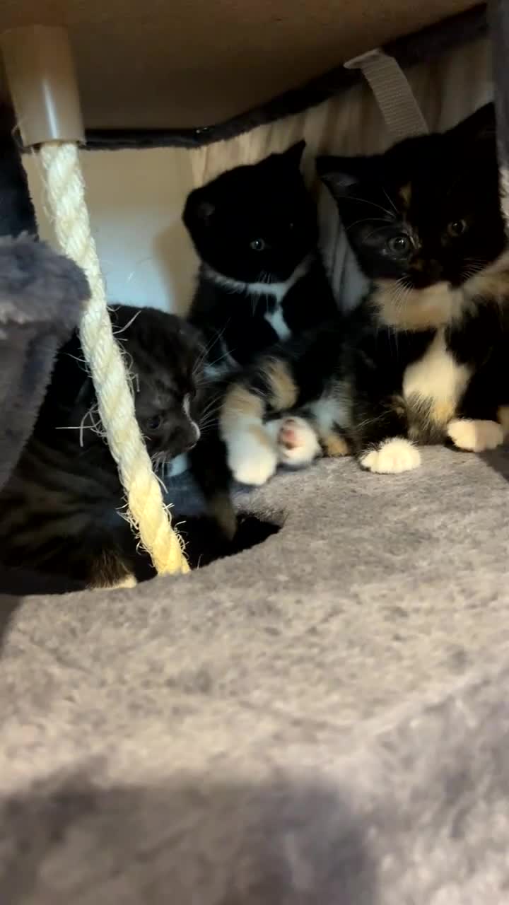 Mixed Breed cats for sale: Cute Scottish fold/ straight mixed breed kittens.  in Slough - Video 5