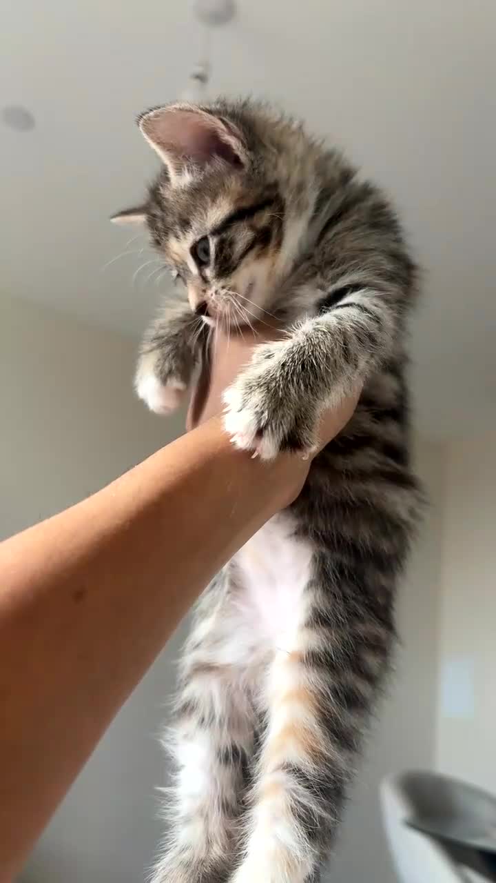 Mixed Breed cats for sale: Because Tabby looking for a forever home - Video 1