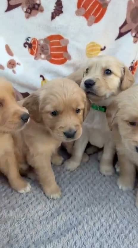 Golden Retriever dogs for sale: Beautiful golden retriever puppies - Video 1