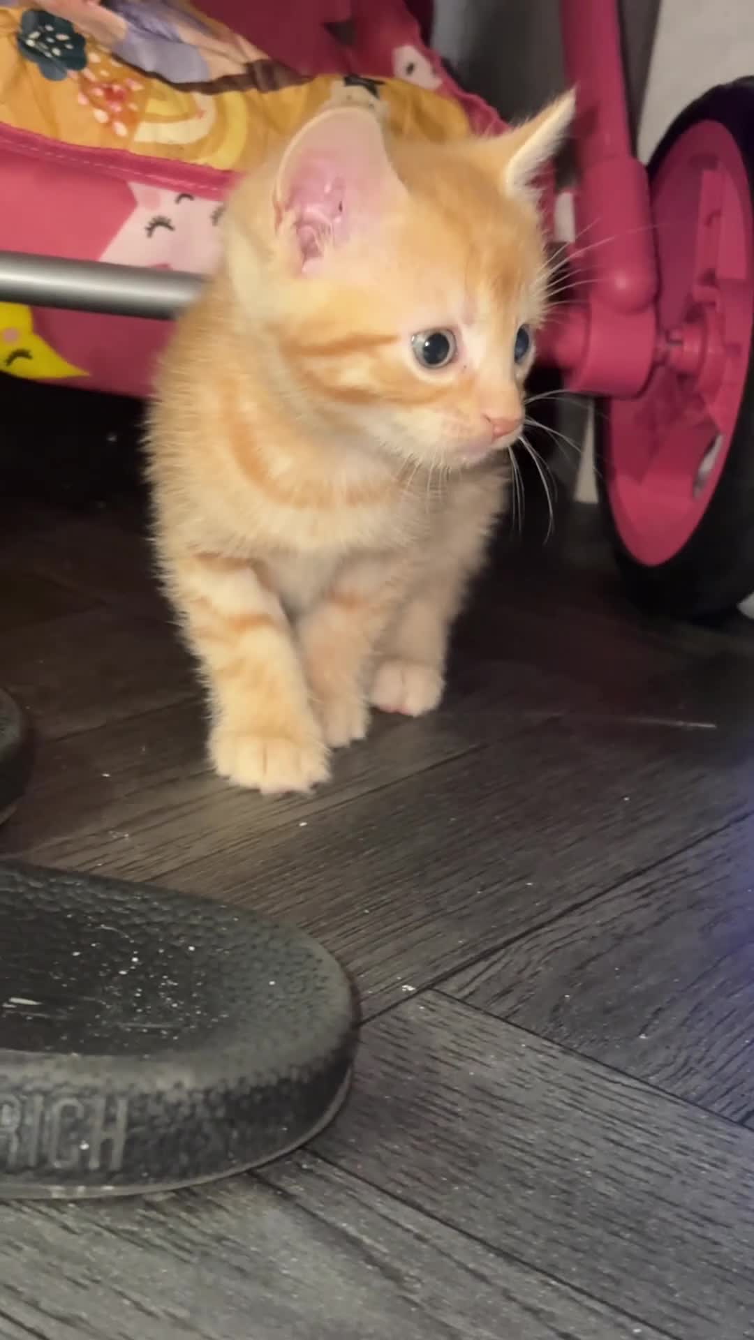 Mixed Breed cats for sale: Male ginger kitten - Video 1