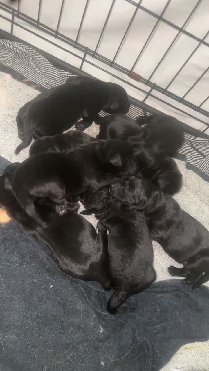 Labrador Retriever dogs for sale: KC registered Labrador retrievers  - Video 1