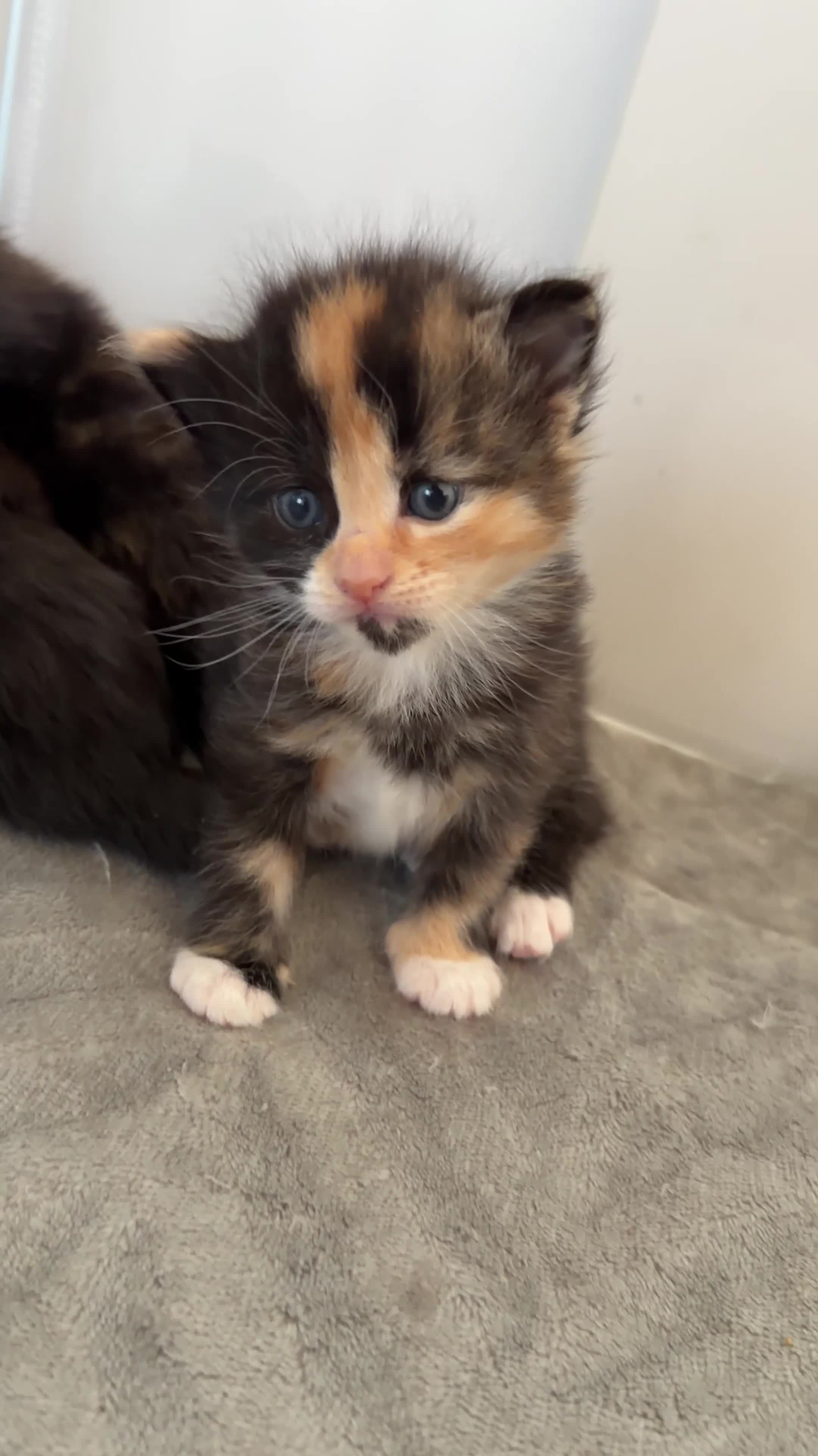 Mixed Breed cats for sale: Beautiful Kittens for Sale – Ready Soon 🐾 - Video 1