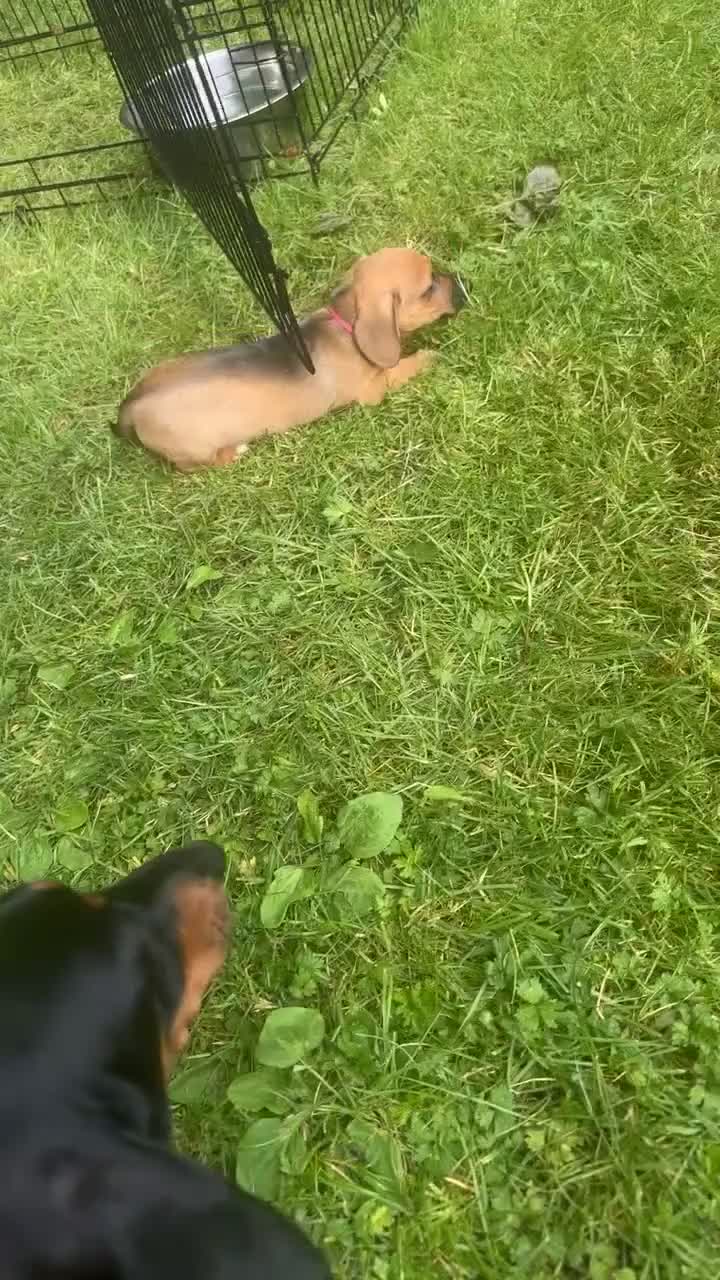 Miniature Dachshund dogs for sale: Miniature dachshund puppy  in Ayr - Video 1