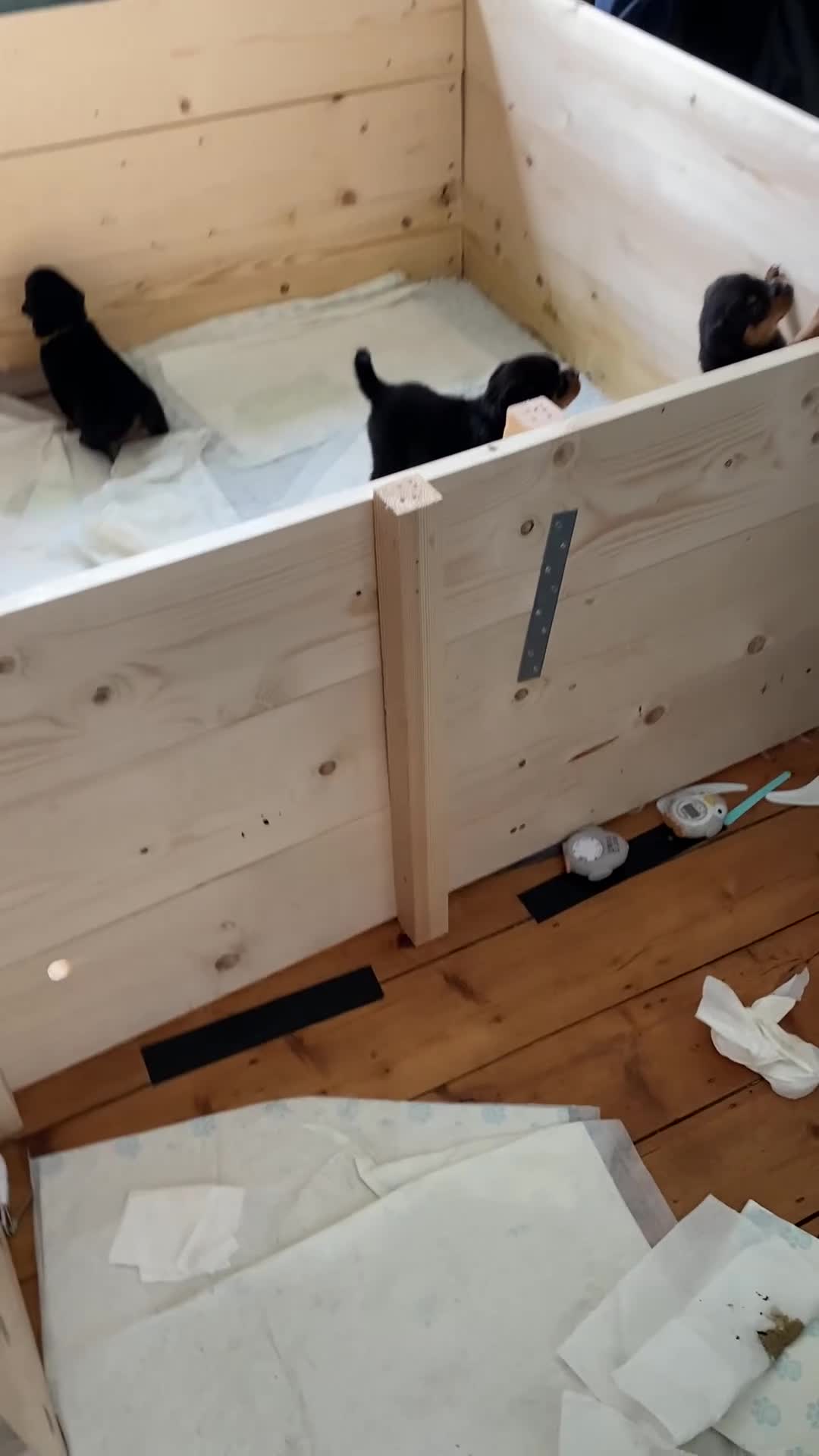 Rottweiler dogs for sale: Kasire and Calien’s stunning Rottweiler babies  - Video 1