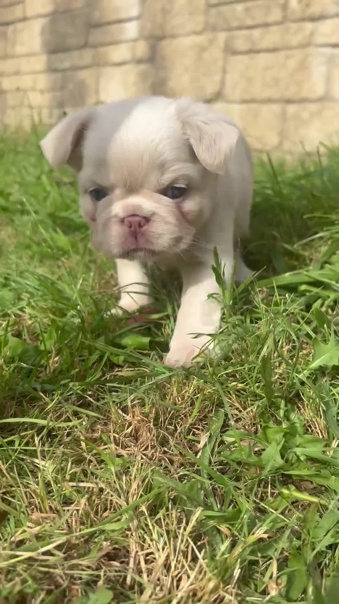 French Bulldog dogs for sale: Two little girls looking for new homes🩷 in Weston-super-Mare - Video 1