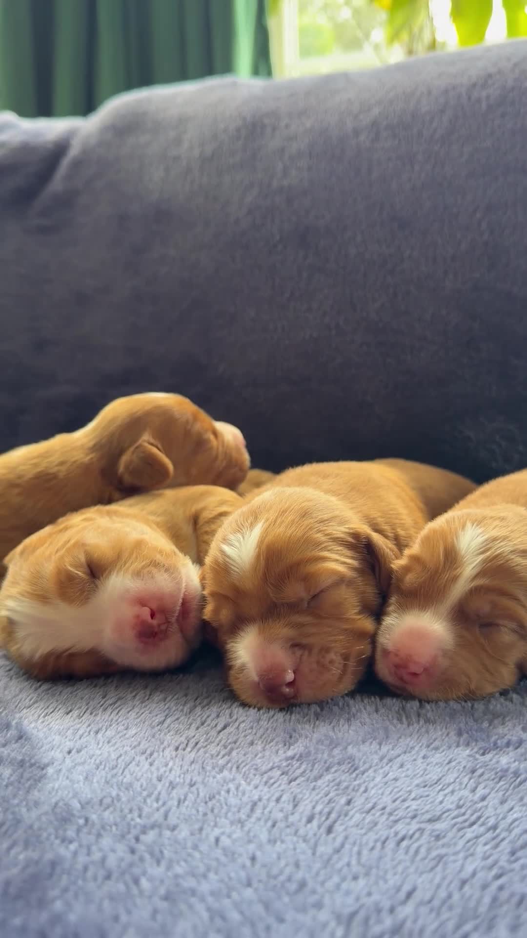 Nova Scotia Duck Tolling Retriever dogs for sale: Beautiful Toller puppies from champion bloodlines - Video 1