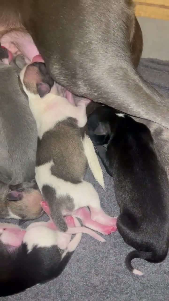 Whippet dogs for sale: Outstanding Litter KC Reg Pedigree Whippet Puppies - Video 2