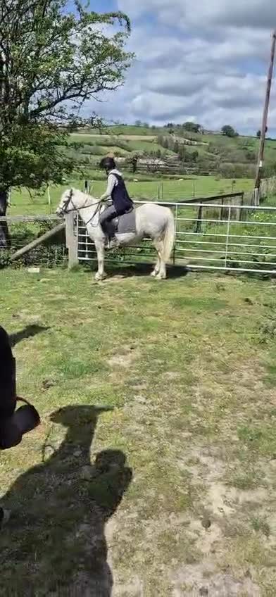 Welsh Section A horses for sale: Gorgeous Welsh A Part Bred in Llandrindod Wells - Video 4