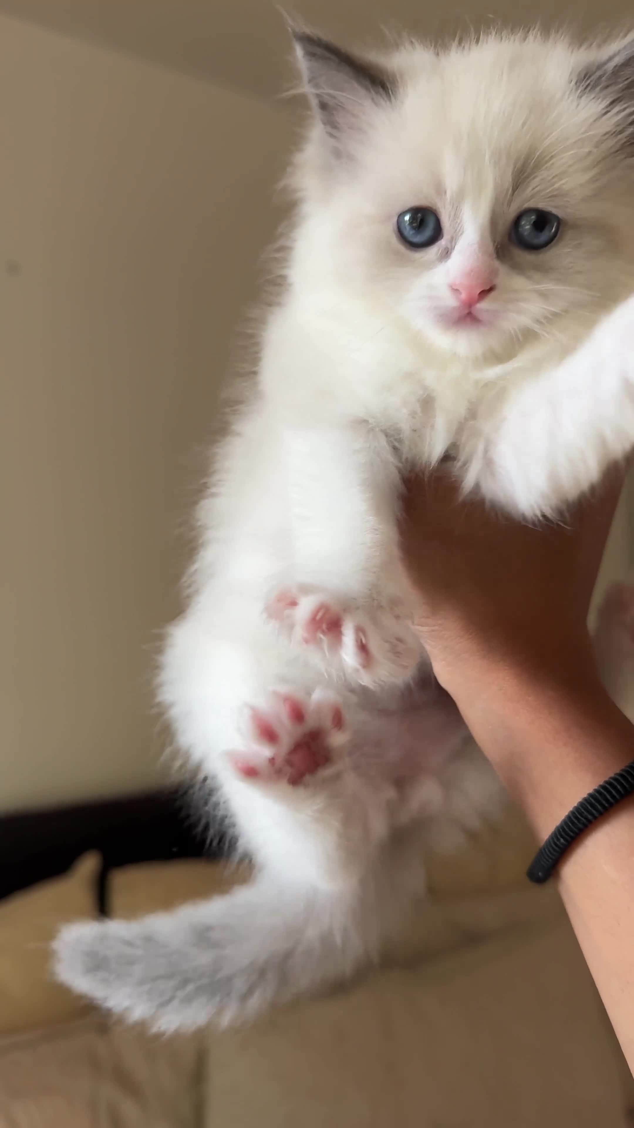 Mixed Breed cats for sale: Bi-Colour Female Ragdoll 🐾 - Video 1