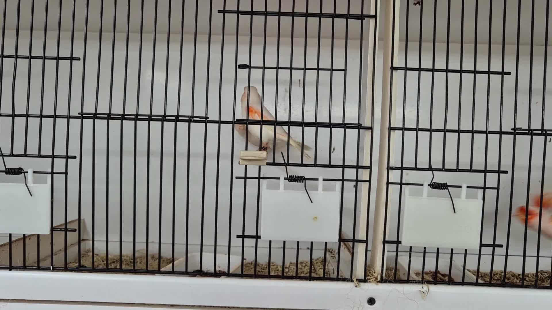 Canaries birds for sale: Mosaic and Opal Canaries  - Video 1