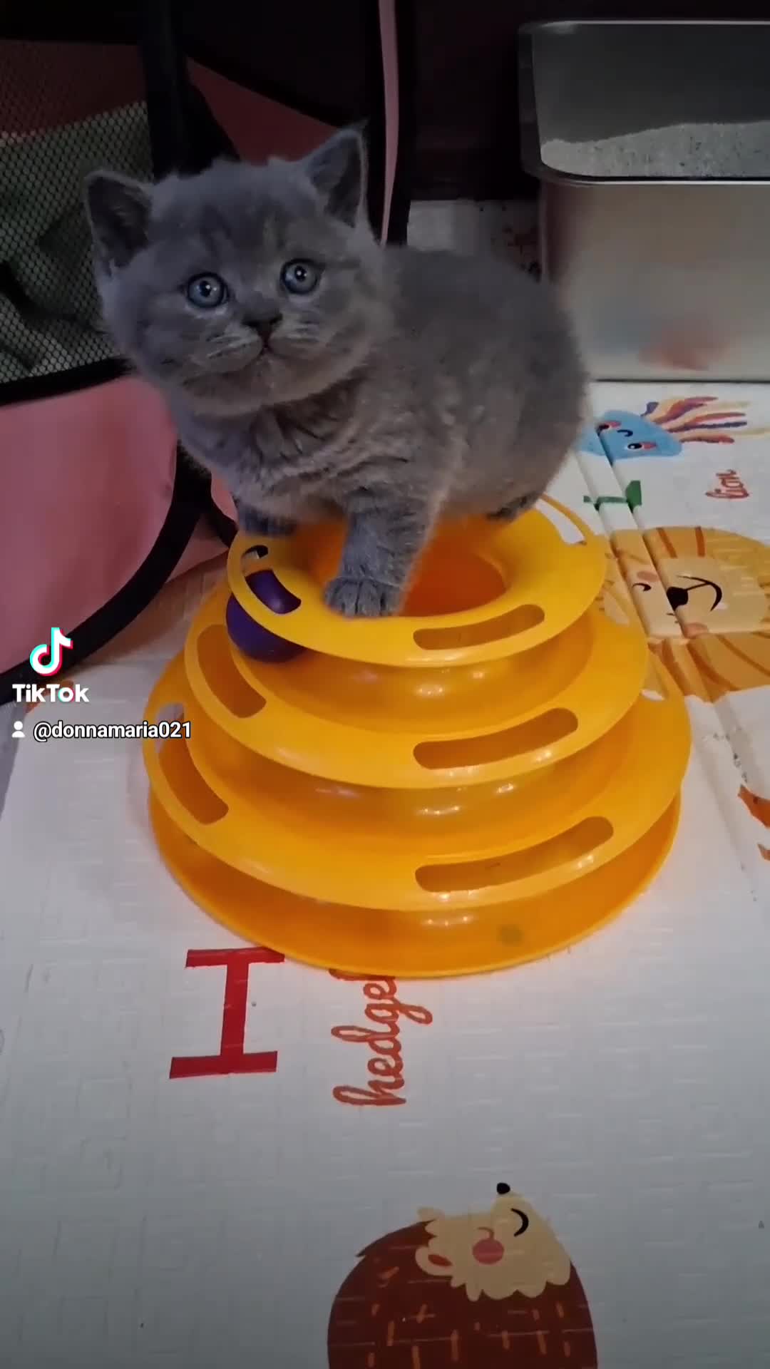 British Shorthair cats for sale:  BRITISH SHORTHAIR in Salford - Video 1