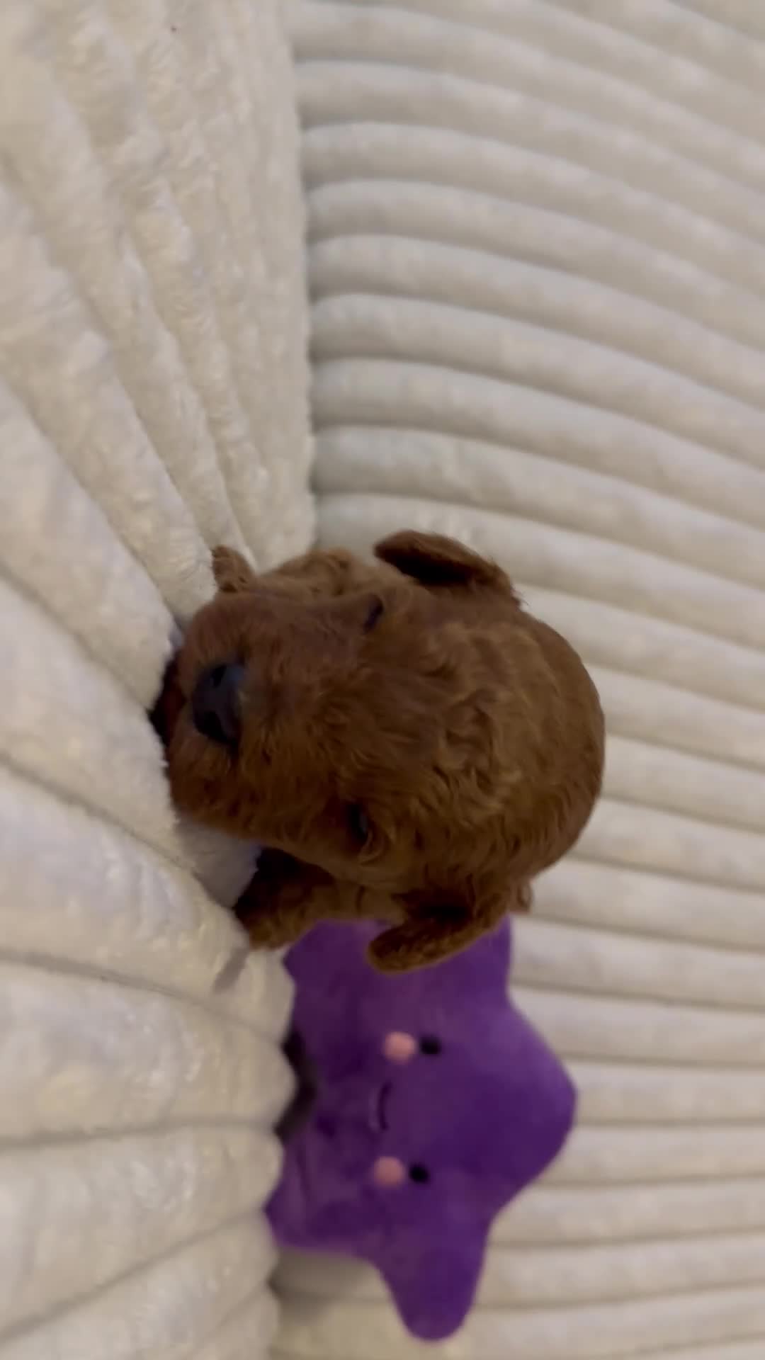 Toy Poodle dogs for sale: 2 TINY BOYS LEFT kc registered deep red toy poodle - Video 2