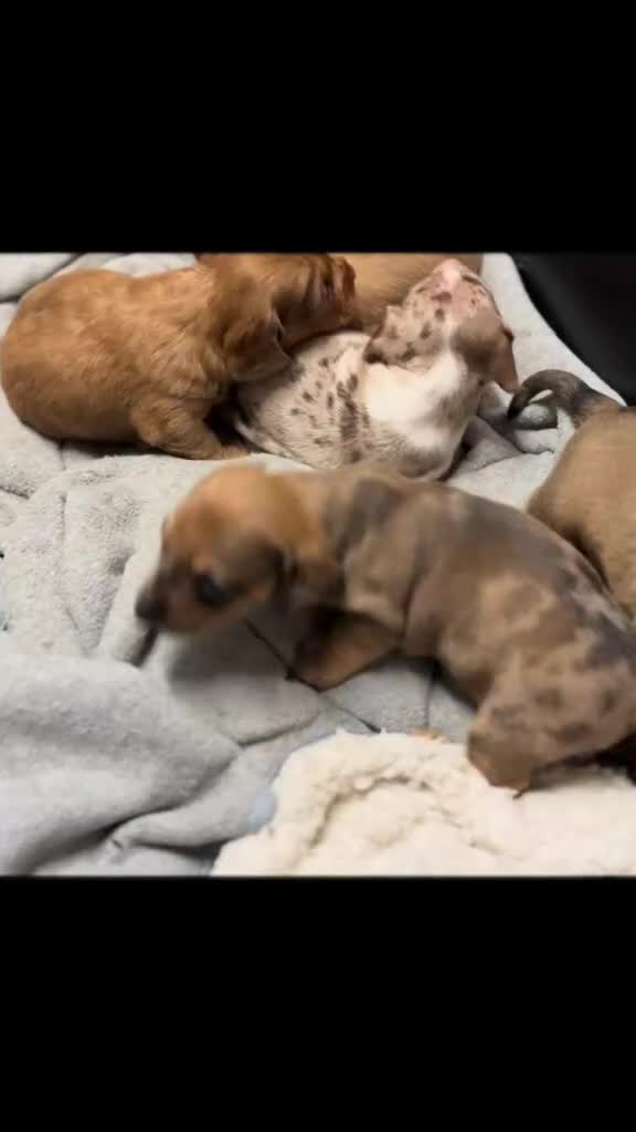 Dachshund dogs for sale: **reduced**Daschund puppies for sale  - Video 1