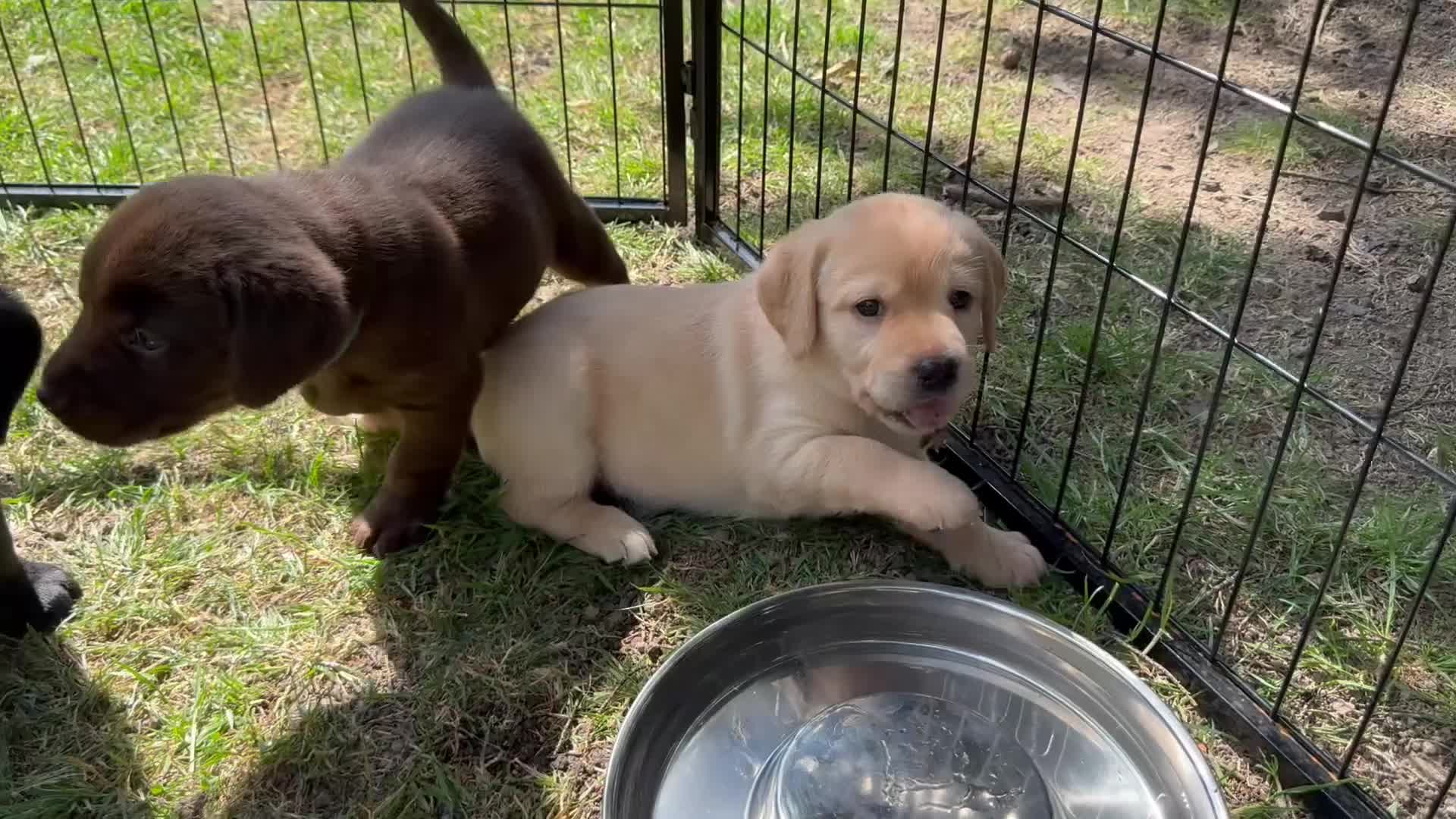 Labrador Retriever dogs for sale: Gorgeous Yellow Labrador Retriever, KC Reg HC - Video 4